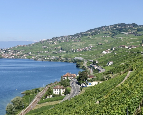 Vineyard area & lake